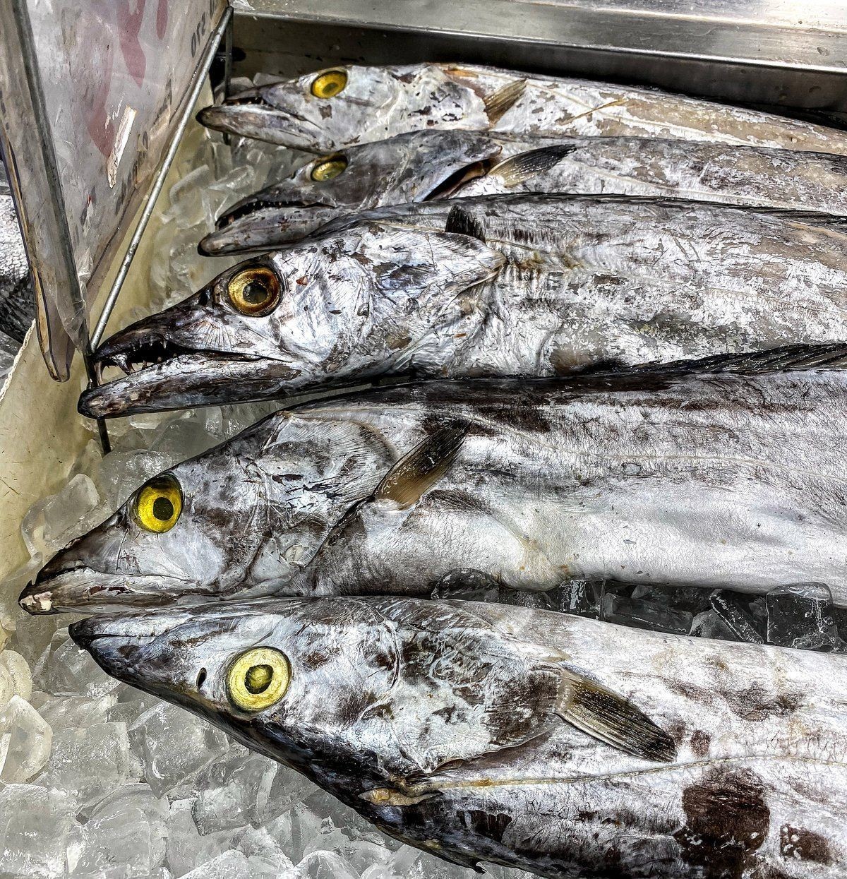 今年刀魚(yú)的價(jià)格