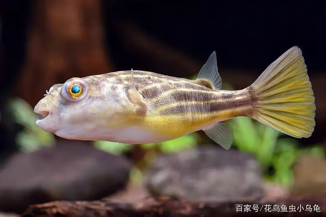 河豚認主人嗎