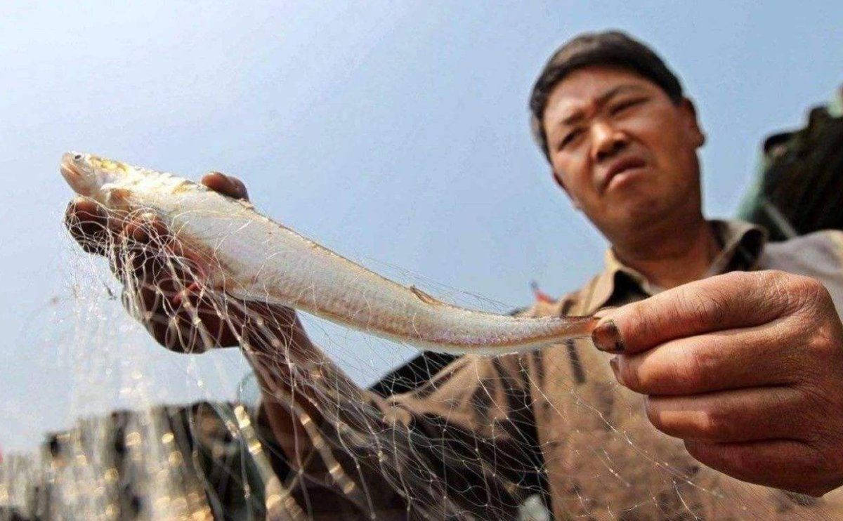 一億最貴三種魚
