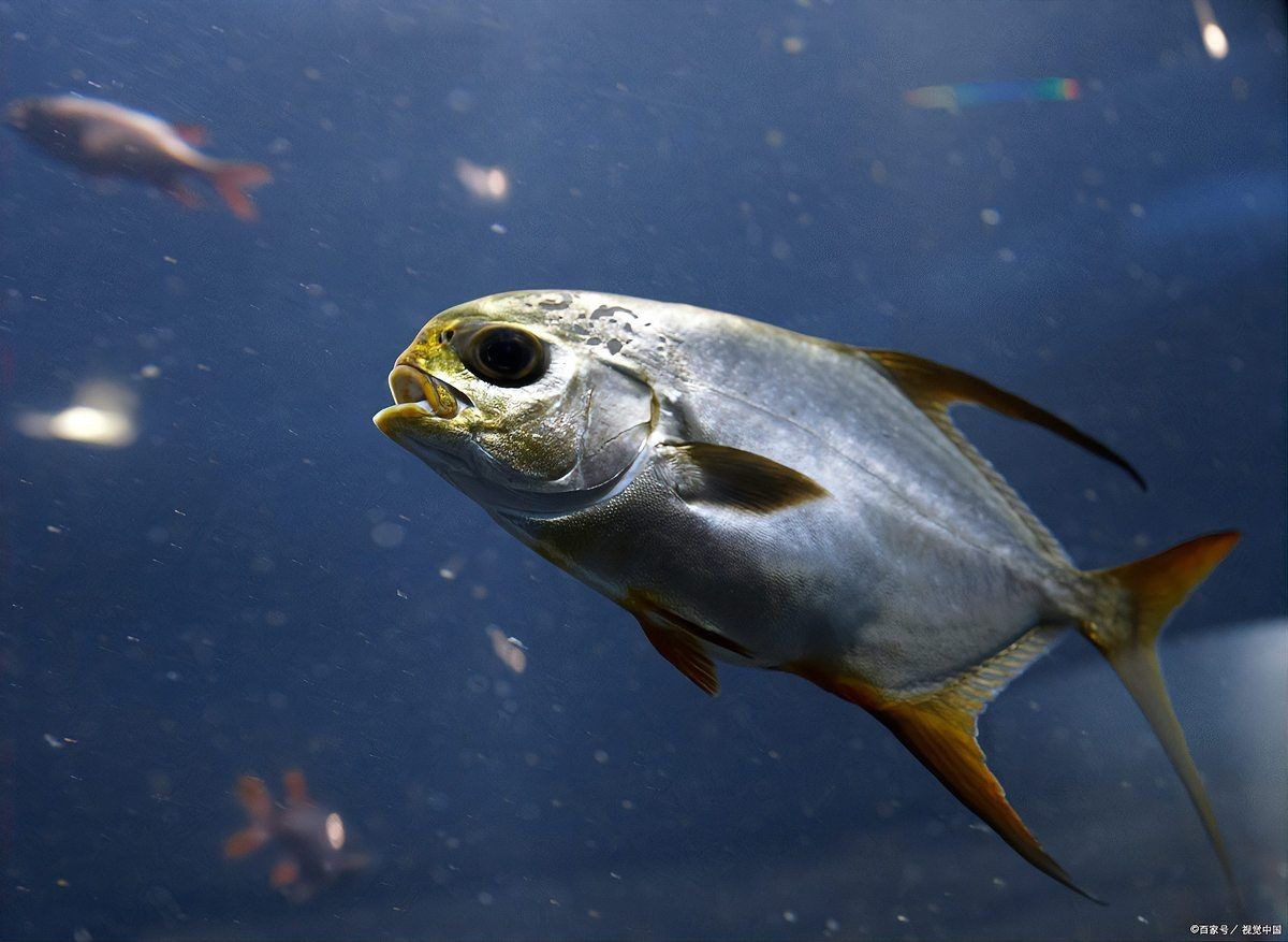 和魔鬼魚相似的魚