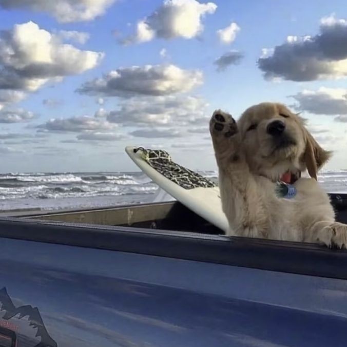 2～3cm金龍魚魚苗 2～3cm金龍魚魚苗 龍魚百科 第4張
