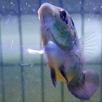 2～3cm金龍魚魚苗 2～3cm金龍魚魚苗 龍魚百科 第8張