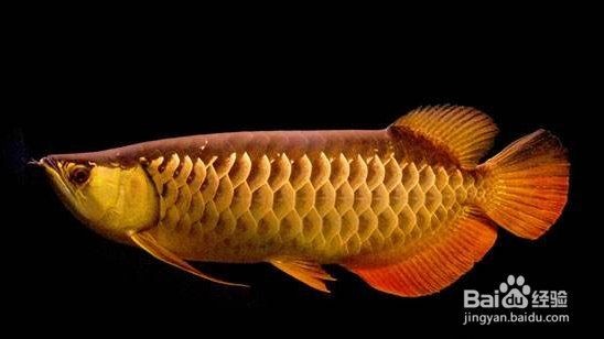 2～3cm金龍魚魚苗 2～3cm金龍魚魚苗 龍魚百科 第5張