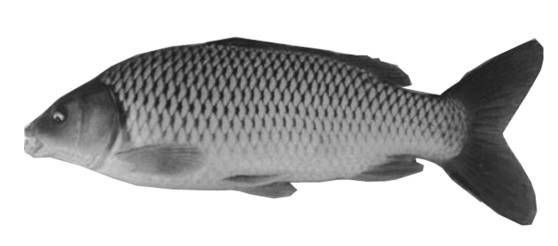 建鯉是鯉魚還是鯉魚