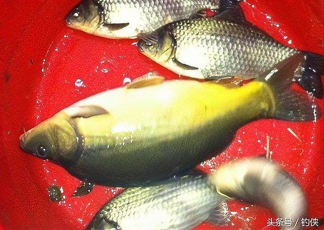 建鯉是鯉魚還是鯉魚