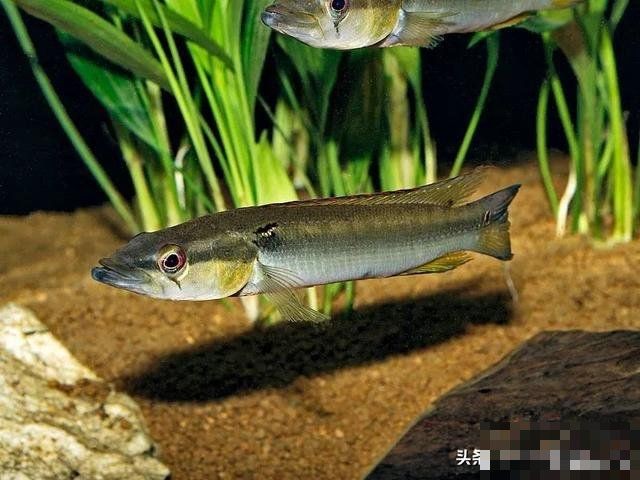 好養還小的猛魚