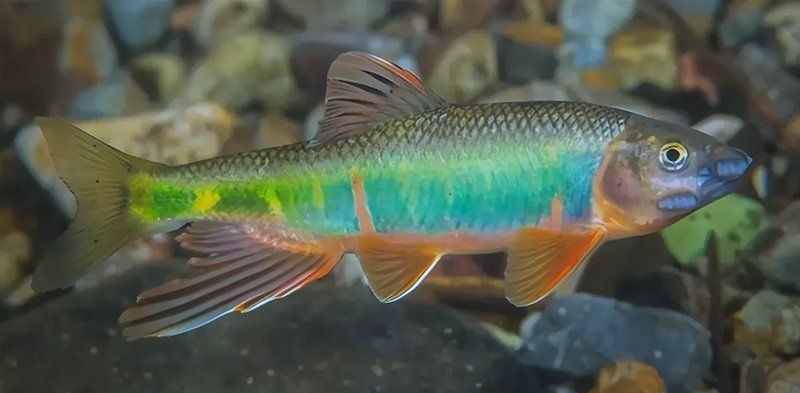 好養(yǎng)還小的猛魚
