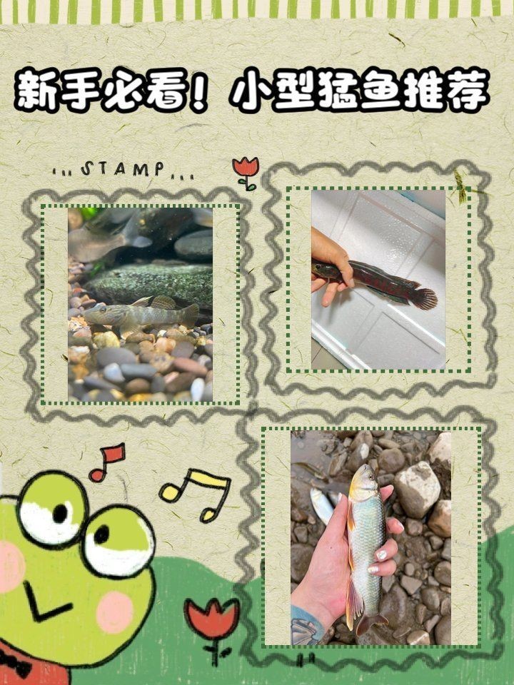 好養還小的猛魚