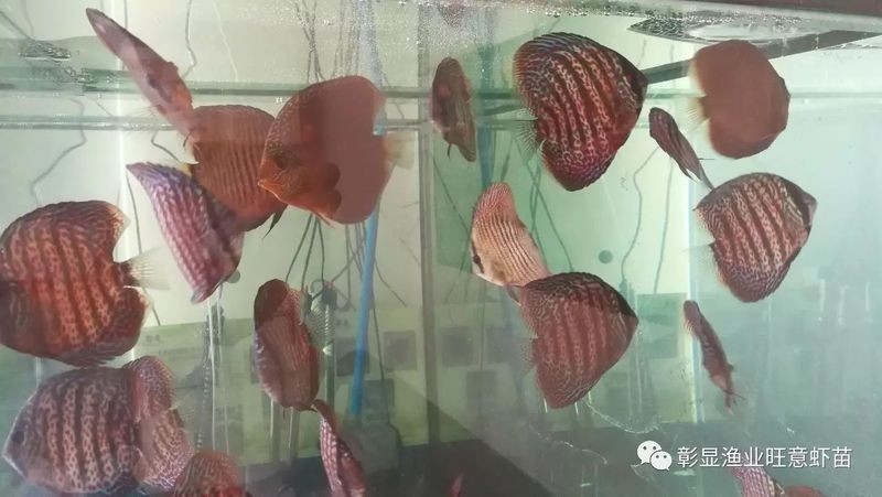 河里的七彩魚(yú)叫什么名字
