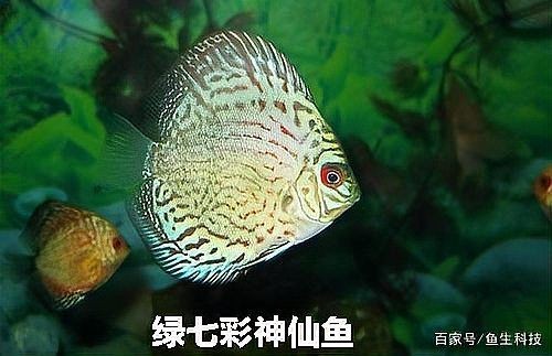 河里的七彩魚(yú)叫什么名字