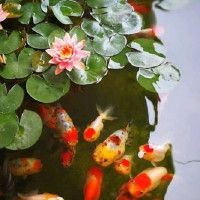 怎么判斷魚得了腸炎