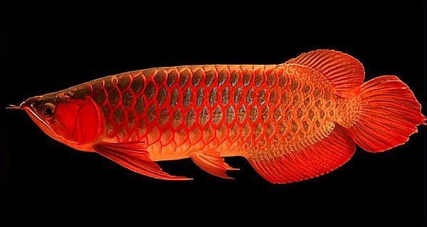 各種龍魚圖片