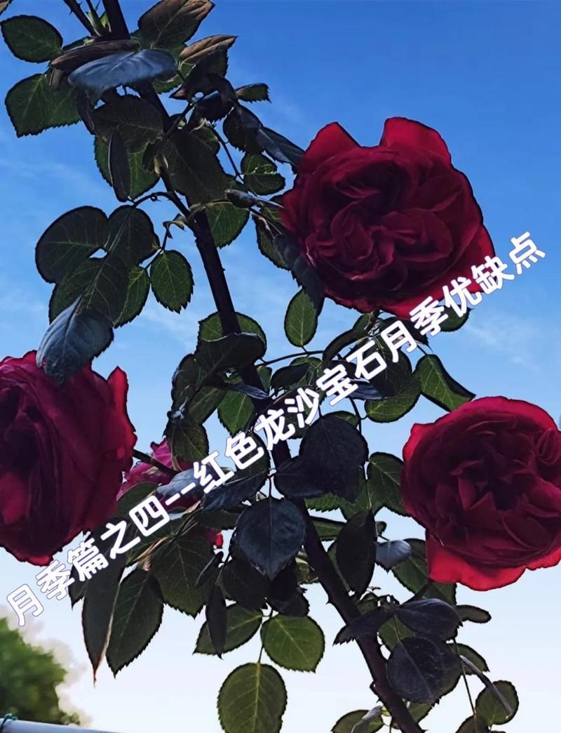紅龍最不建議養的月季品種