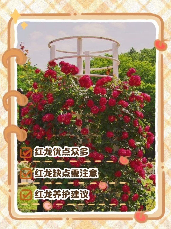 紅龍最不建議養的月季品種