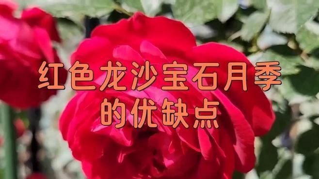 紅龍最不建議養的月季品種