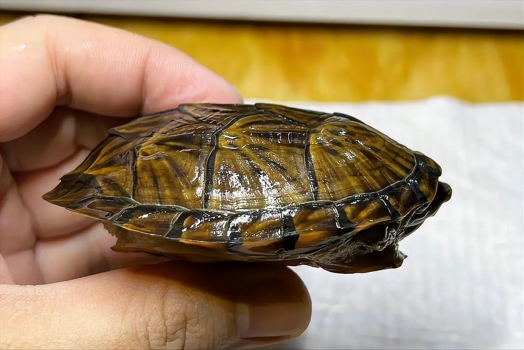 巨頭蛋龜和虎紋蛋龜