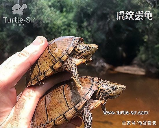 巨頭蛋龜和虎紋蛋龜