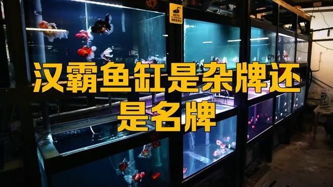 漢霸魚(yú)缸建議買嗎
