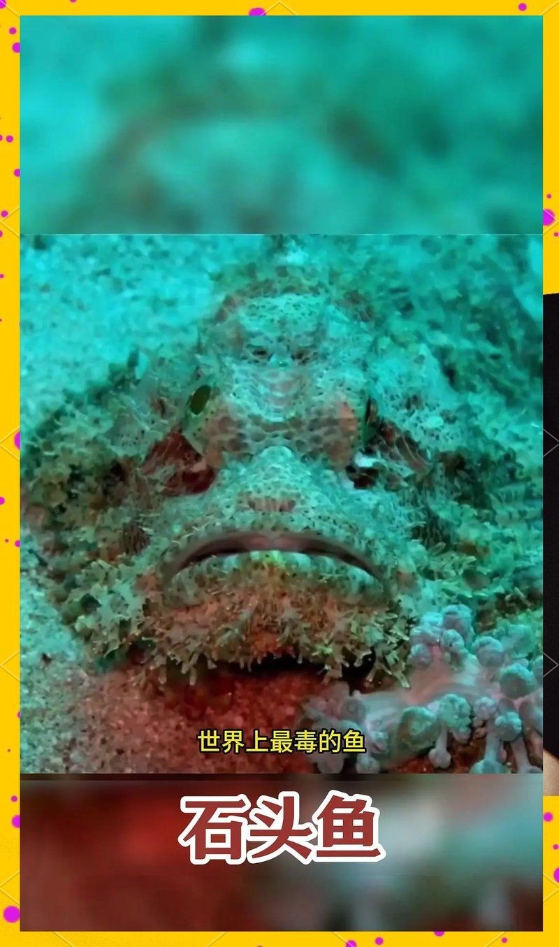河里石頭魚