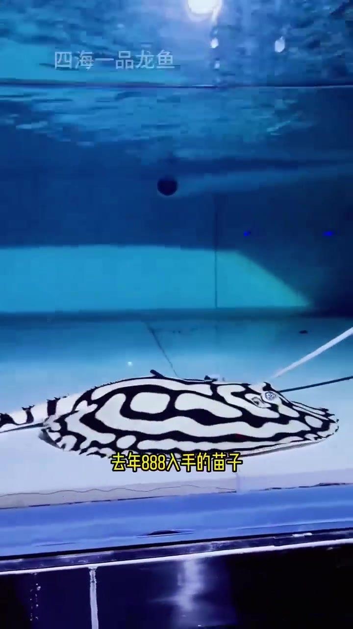 家里養魟魚好嗎