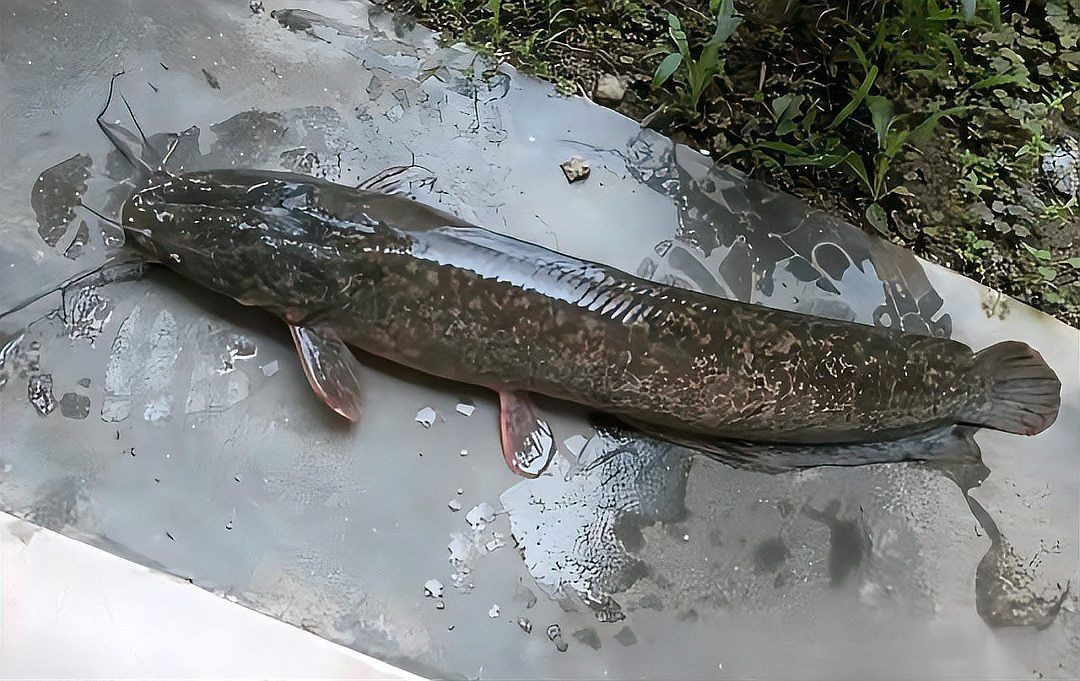 深圳龍魚市場的交易規模有多大，深圳龍魚市場交易規模有多大？