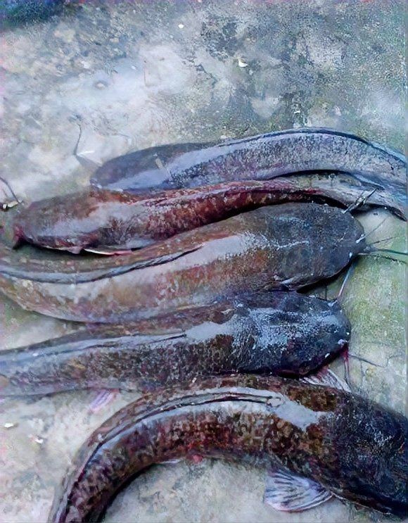 河里的埃及魚能吃嗎