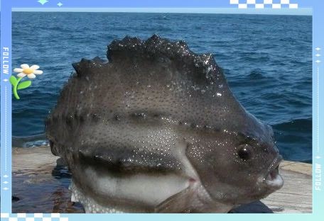海參斑魚