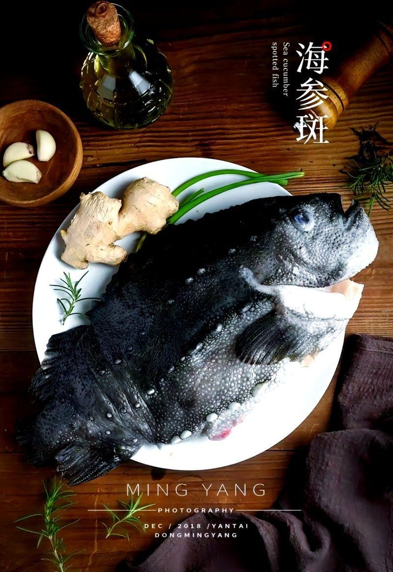 海參斑魚(yú)