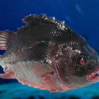 海參斑魚(yú)