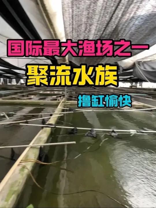 廣州聚流水族觀賞魚種類 廣州聚流水族觀賞魚種類 龍魚論壇 第1張