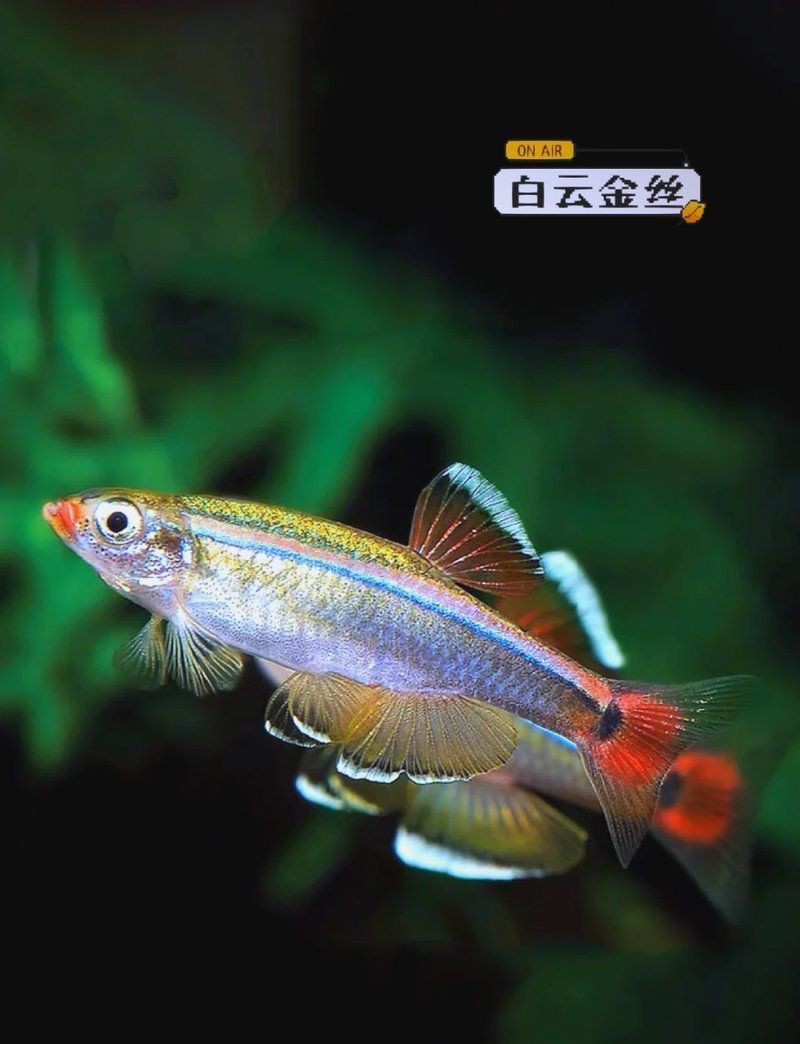 廣州聚流水族觀賞魚種類 廣州聚流水族觀賞魚種類 龍魚論壇 第3張