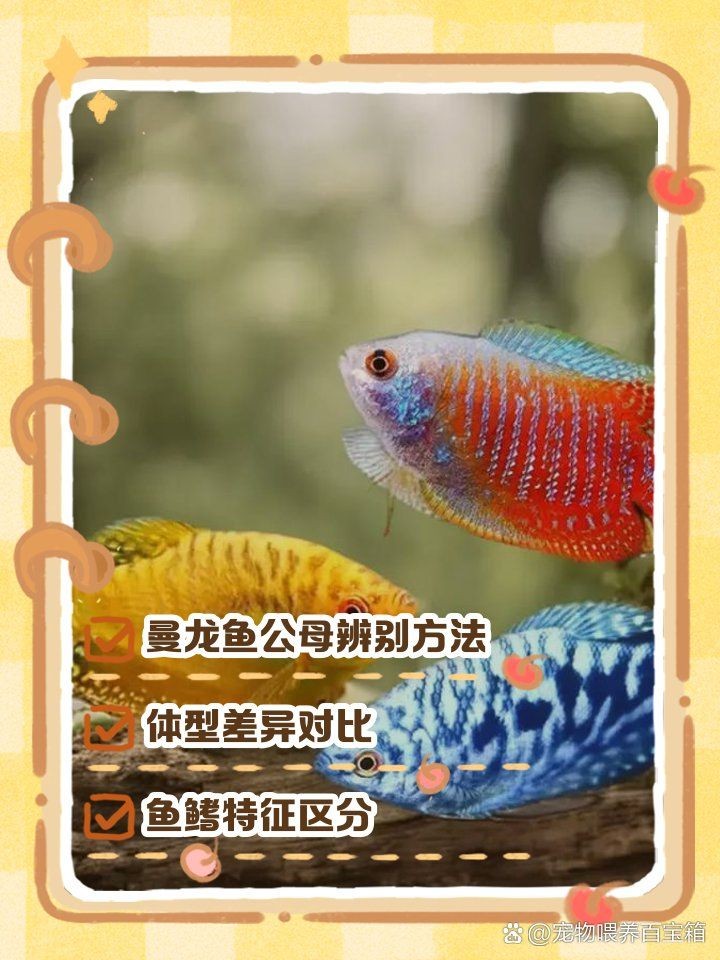 曼龍魚(yú)公母圖片區(qū)別