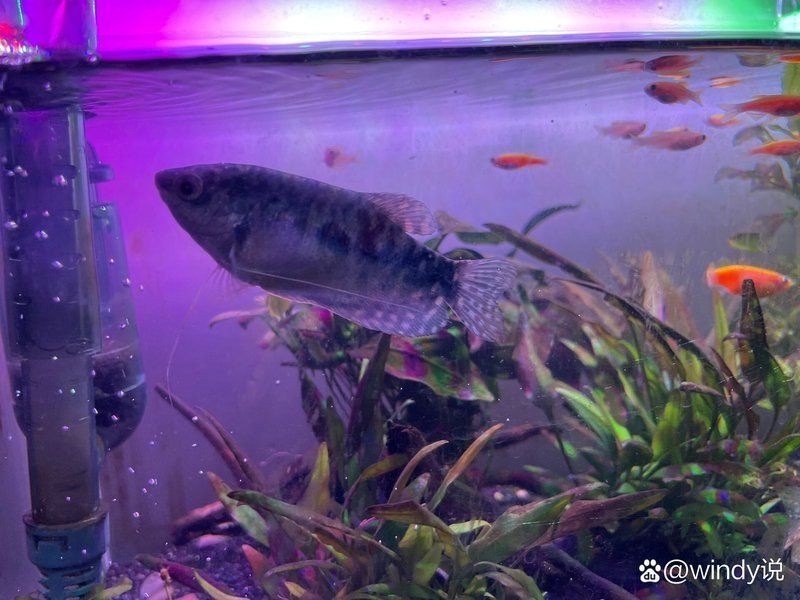曼龍魚(yú)公母圖片區(qū)別