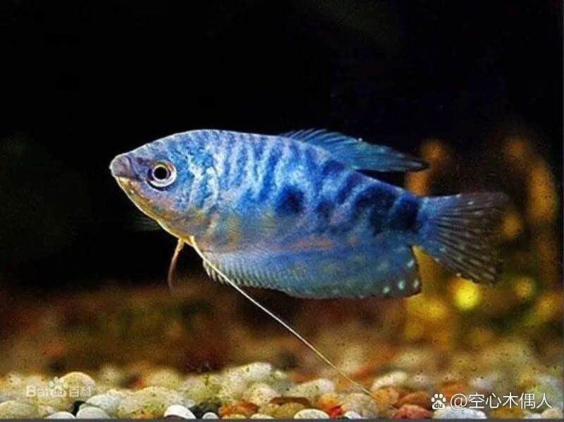 曼龍魚(yú)公母圖片區(qū)別