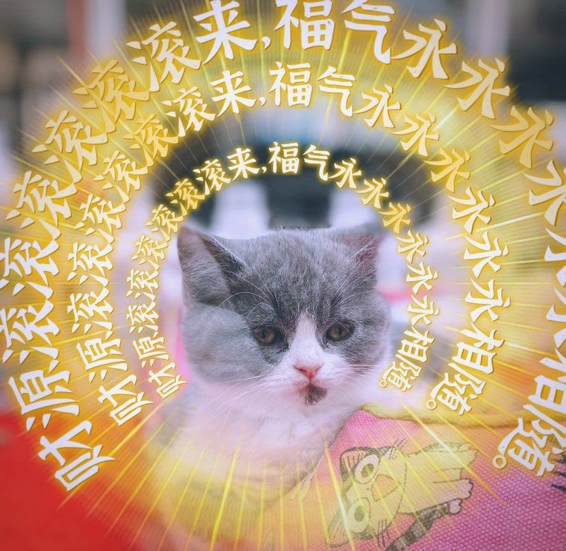 燈科魚的壽命最長的種類：寶蓮燈魚，寶蓮燈魚壽命最長的種類：寶蓮燈魚壽命最長的種類