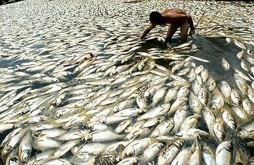 回塘魚(yú)最忌三種東西