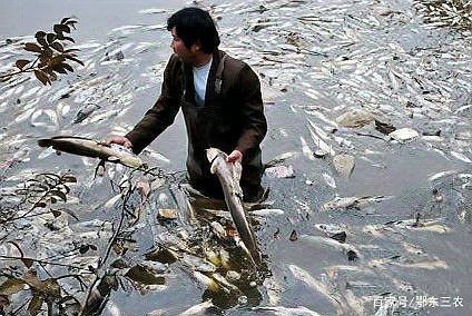 回塘魚(yú)最忌三種東西