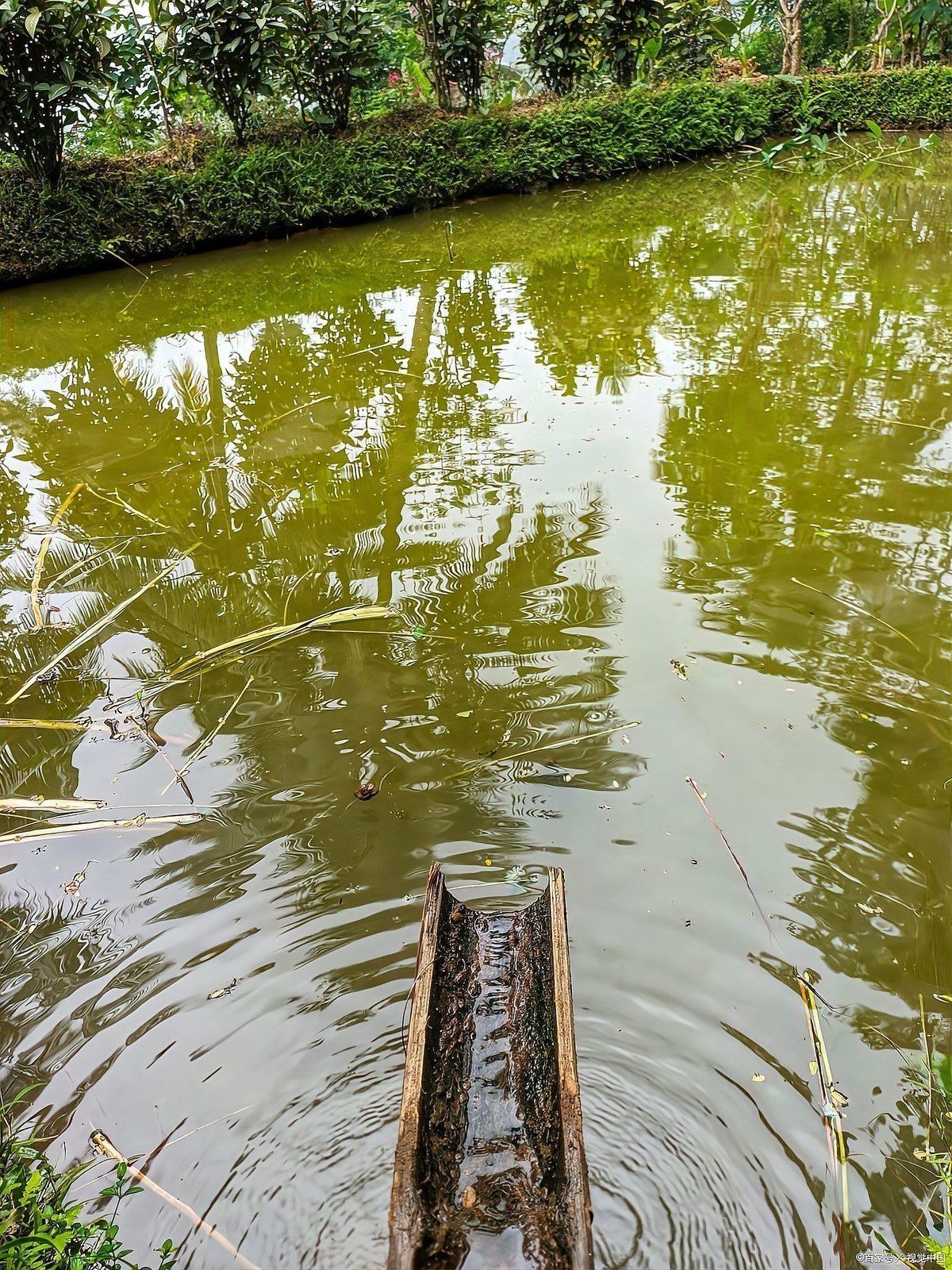 回塘魚(yú)最忌三種東西