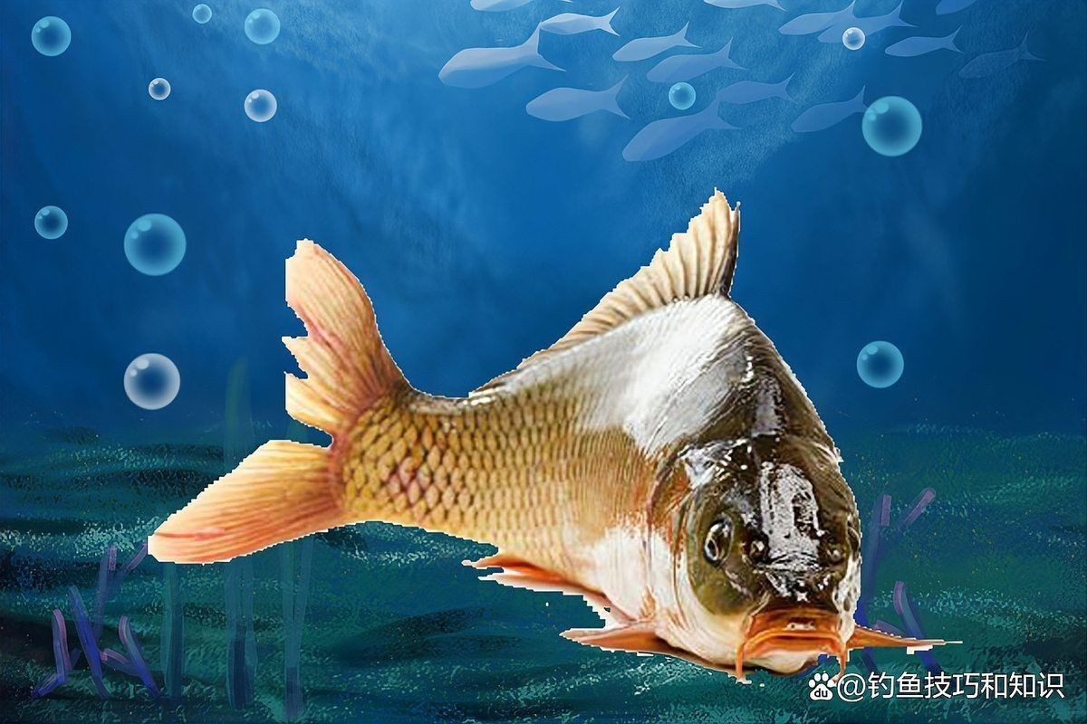 回塘魚(yú)最忌三種東西