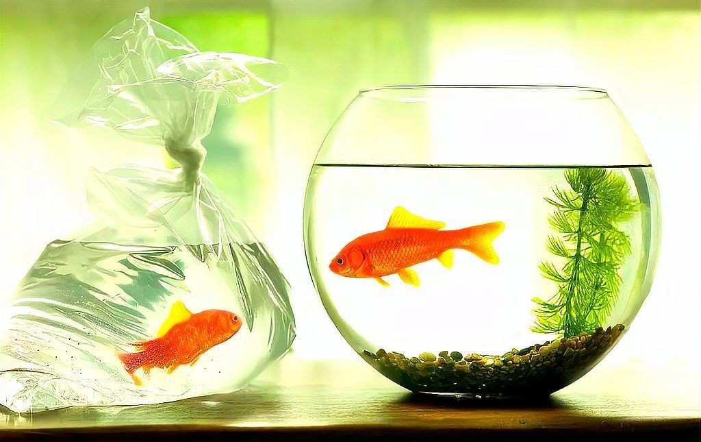 貓和魚一起養的風水