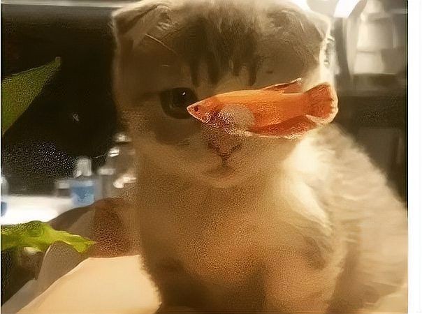 貓和魚一起養的風水
