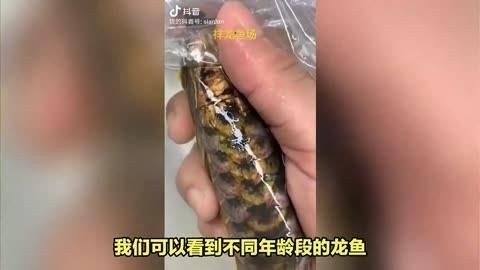 廣州龍魚(yú)誰(shuí)家口碑好