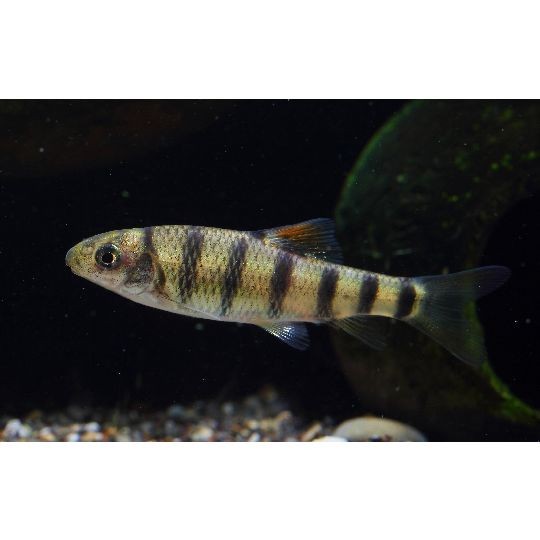光唇魚和溪石斑是一種魚嗎