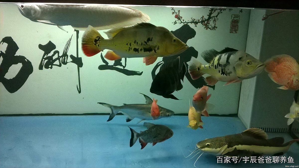 招財貓魚好養嗎