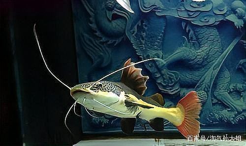 招財貓魚好養嗎