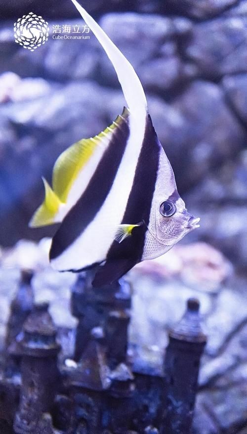 關刀魚圖片
