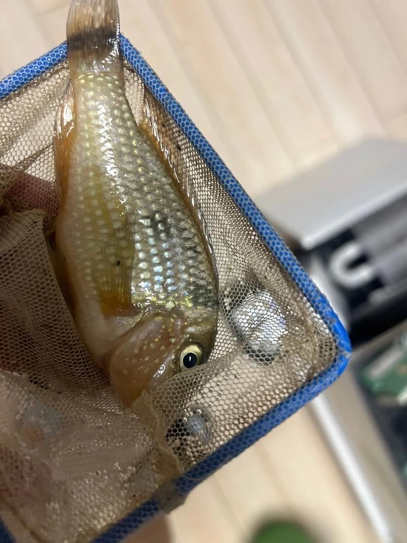 關刀魚圖片