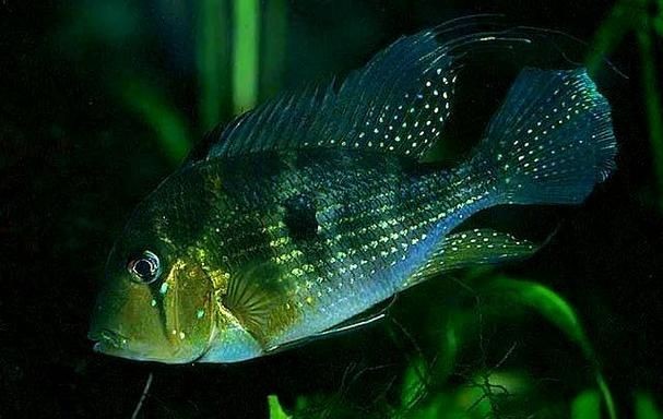 關刀魚圖片
