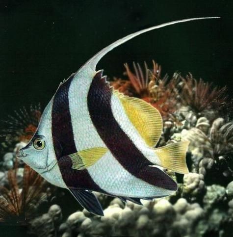 關刀魚圖片