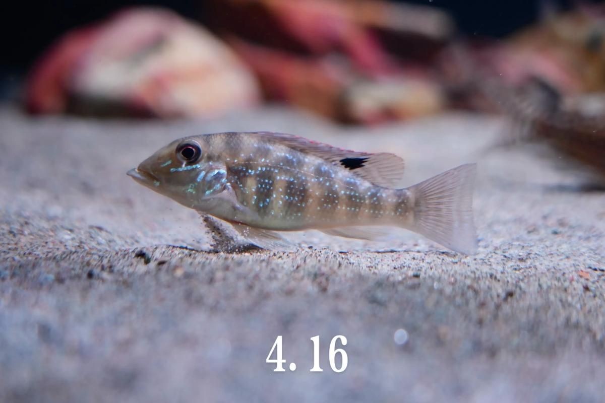 關刀魚圖片